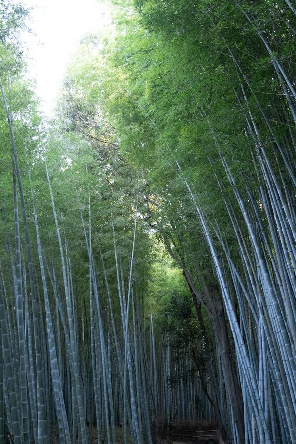 Tall dense bamboo stalks in the Arashiyama Bamboo Grove Kyoto Japan