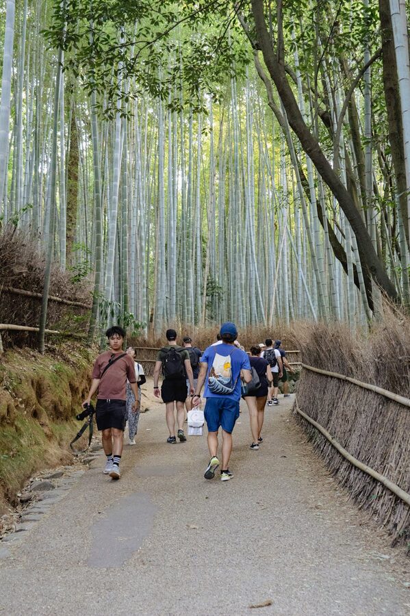 Visitors walking along the path through towering bamboo in Arashiyama grove