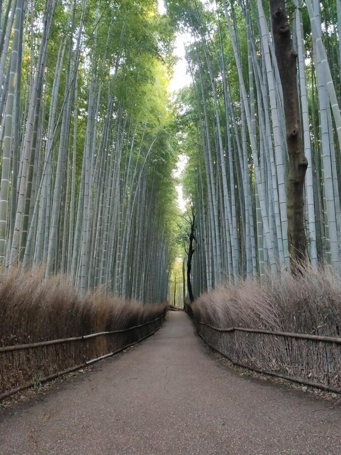 Narrow path through towering bamboo stalks at Arashiyama Bamboo Grove