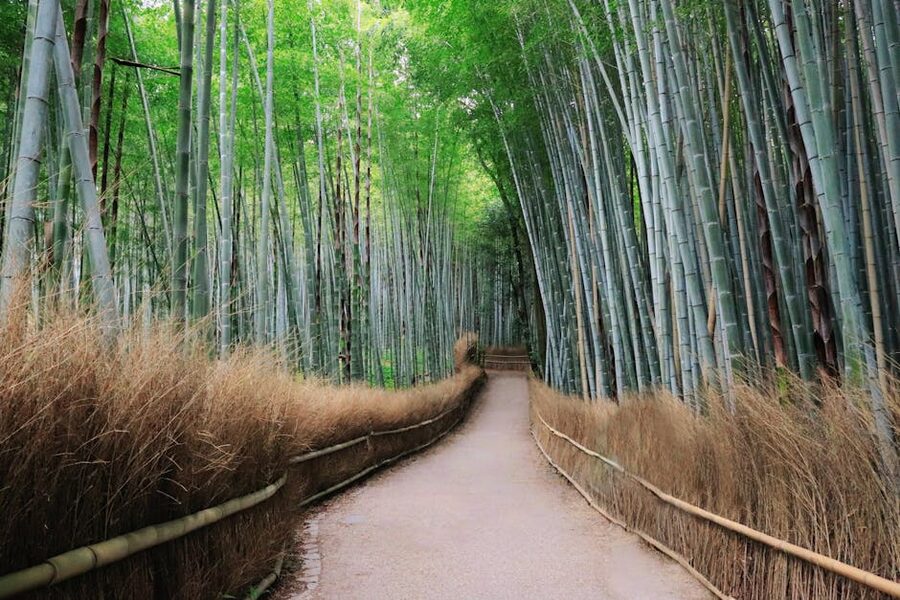 Arashiyama bamboo grove pathway