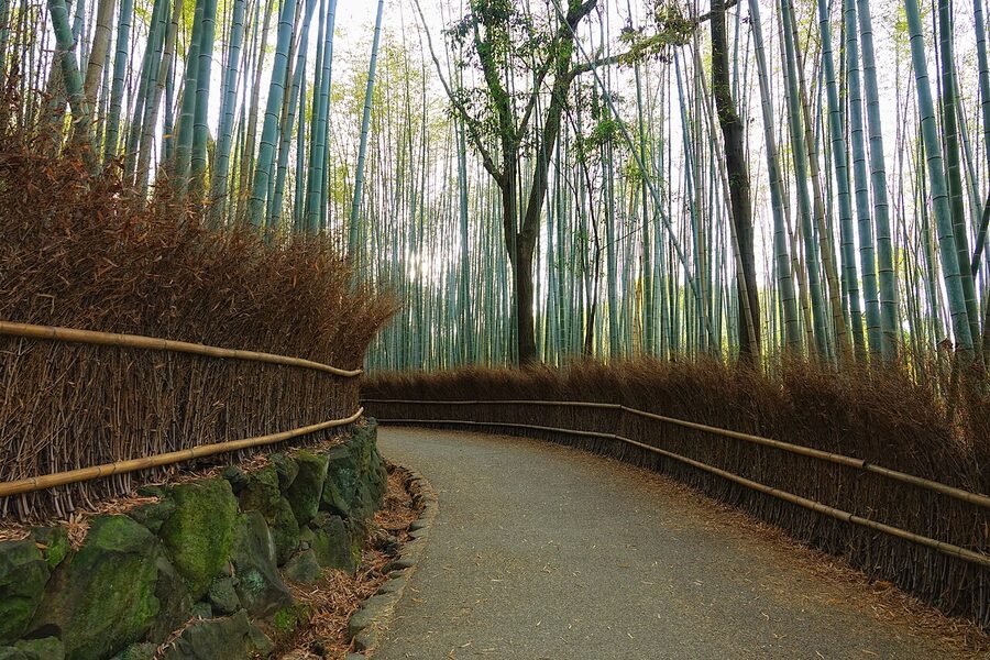 Arashiyama Bamboo Grove at sunset