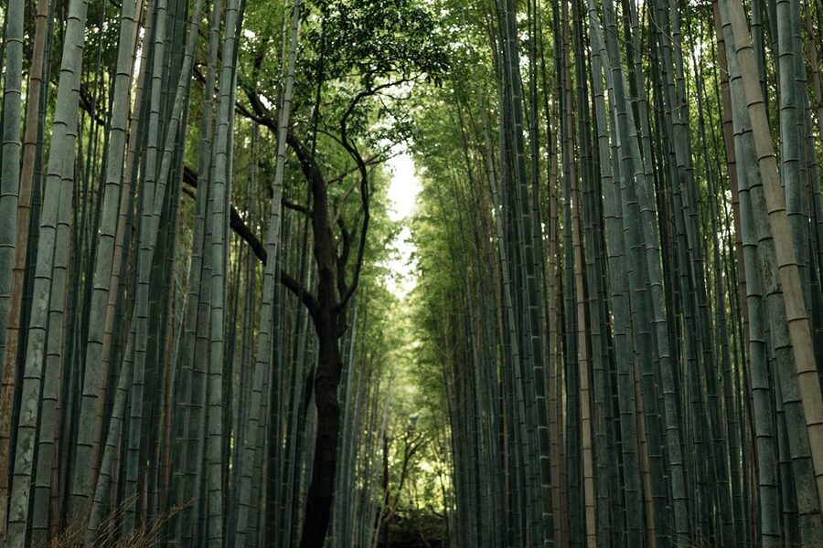 Towering bamboo stalks along the walkway in Arashiyama Bamboo Grove Kyoto