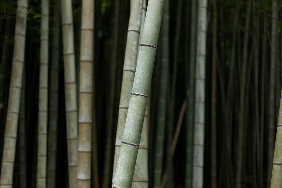 Arashiyama Bamboo Grove towering stalks