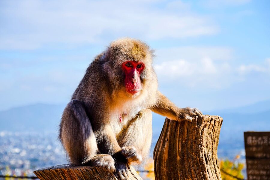 Japanese macaque monkey perched on a tree at Iwatayama Monkey Park near Arashiyama
