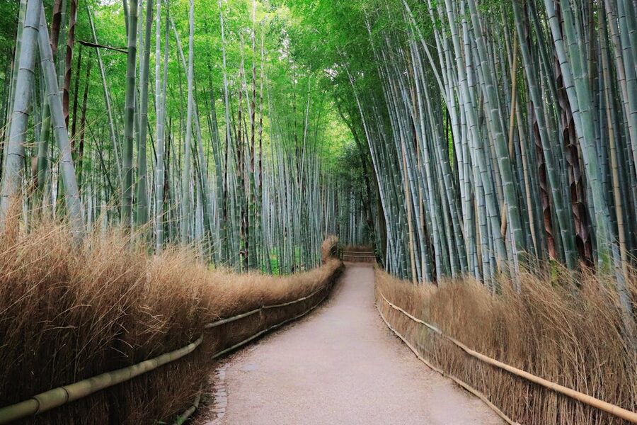 Peaceful bamboo-lined pathway in Arashiyama district Kyoto