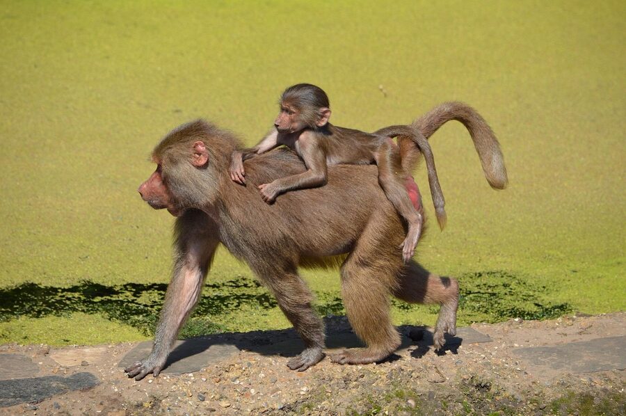 Baboons at ARTIS Amsterdam