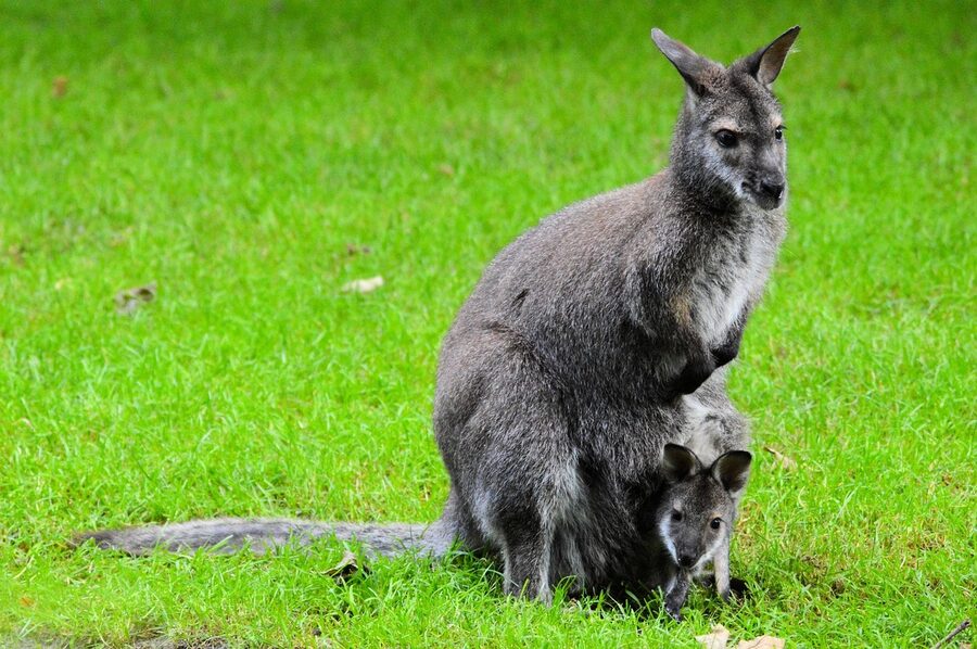 Kangaroo at ARTIS Amsterdam