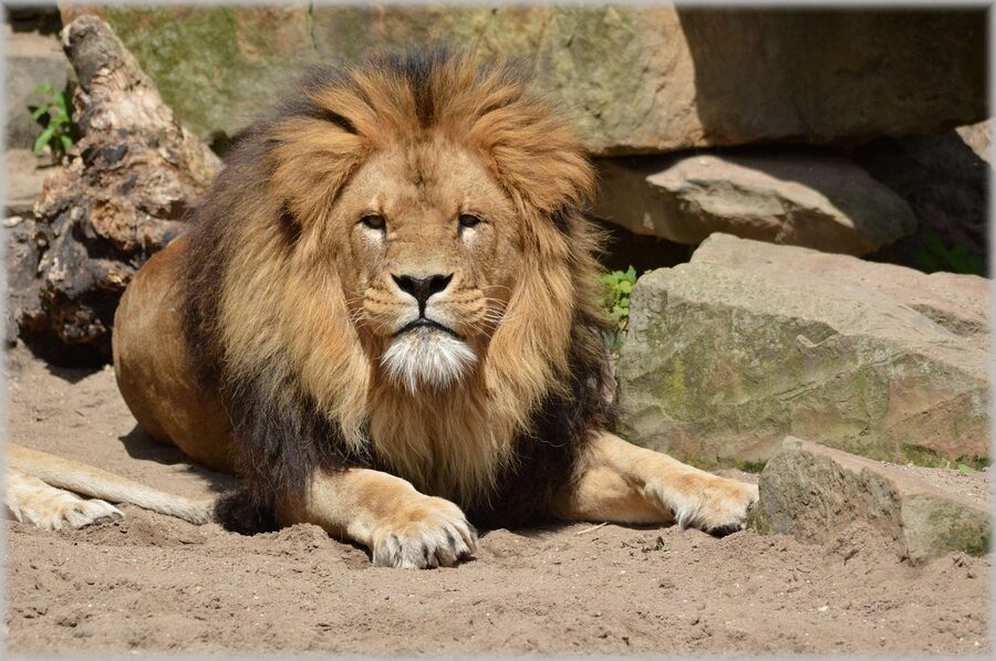 Lioness ARTIS Amsterdam