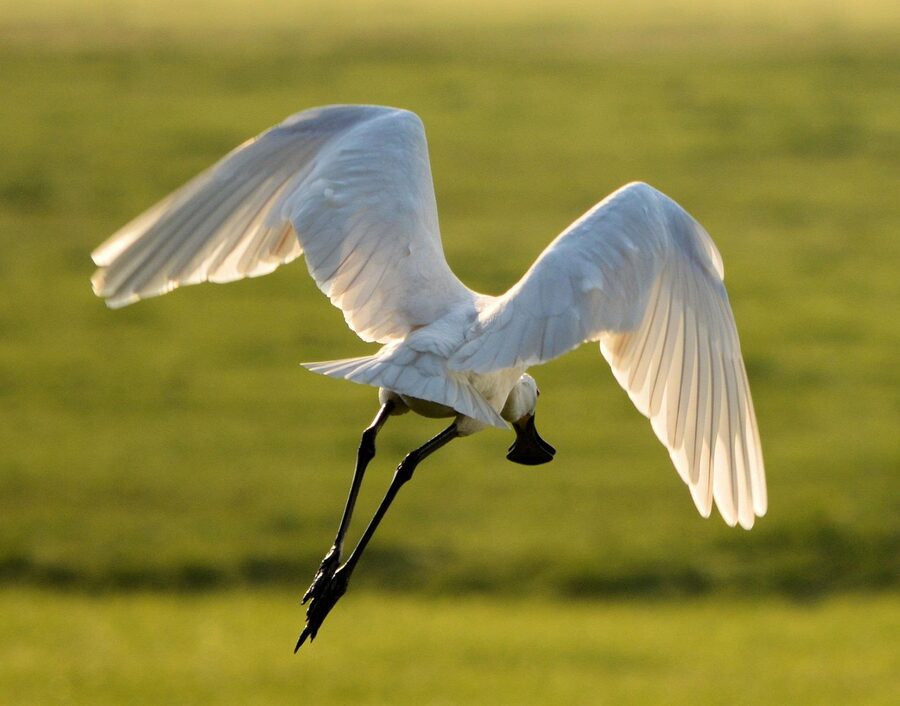Spoonbill bird at ARTIS Amsterdam
