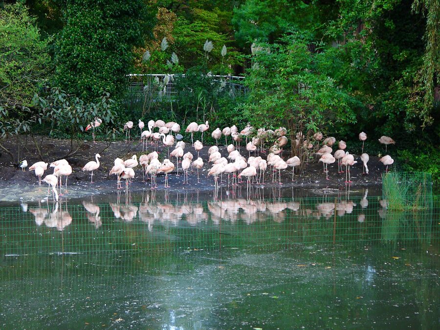 Flamingo pond at ARTIS Royal Zoo Amsterdam