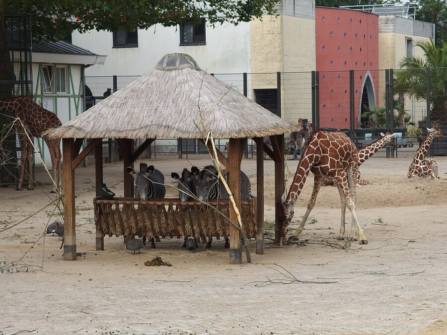 Giraffe and zebras at ARTIS Savannah Amsterdam