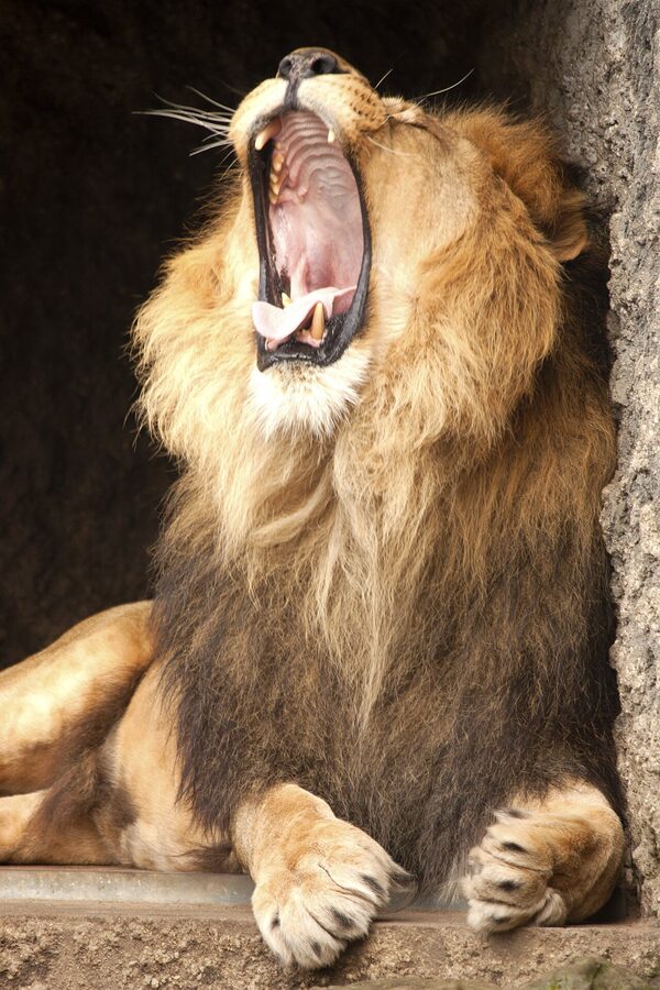 Lion yawning at ARTIS Royal Zoo