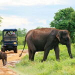 Arugam Bay: Yala Safari & DropOff in Ella - Safari + Transit - Journey to Yala: From Coast to Wilderness