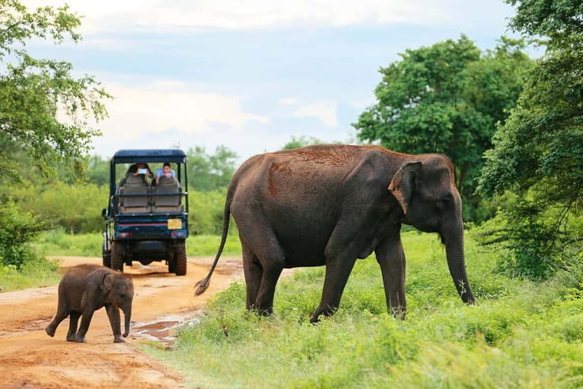 Arugam Bay: Yala Safari & DropOff in Ella - Safari + Transit - Journey to Yala: From Coast to Wilderness