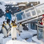 Asahiyama Zoo, Christmas Tree, Fairy Terrace Day Tour | Hokkaido - Why This Tour Offers Great Value