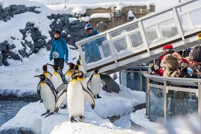 Asahiyama Zoo, Christmas Tree, Fairy Terrace Day Tour | Hokkaido - Why This Tour Offers Great Value