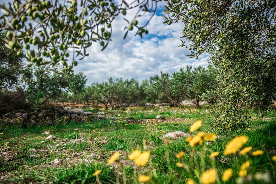 Olive grove Greek countryside Boeotia