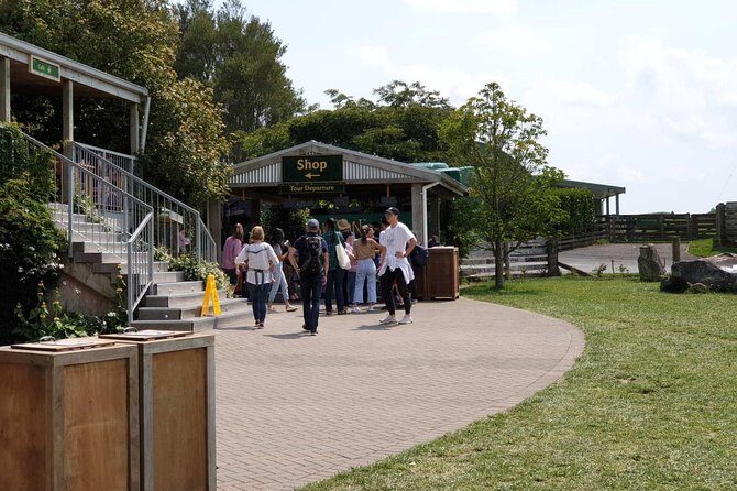 Auckland City Half Day Tour - The Experience: What to Expect