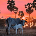 Authentic Siem Reap: Tuk Tuk Countryside and Sunset Tour - Practical Details & Value