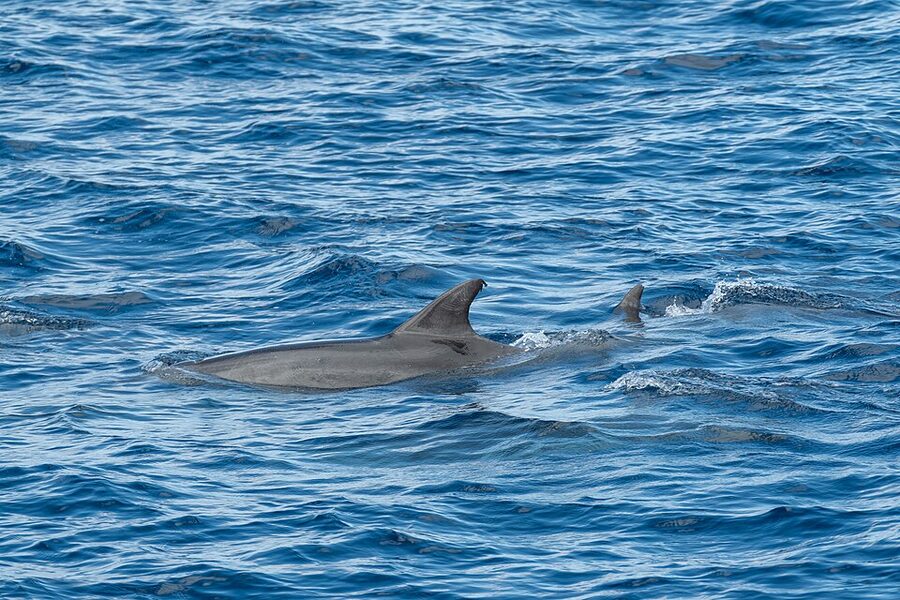 Two bottlenose dolphins off Sao Miguel Azores