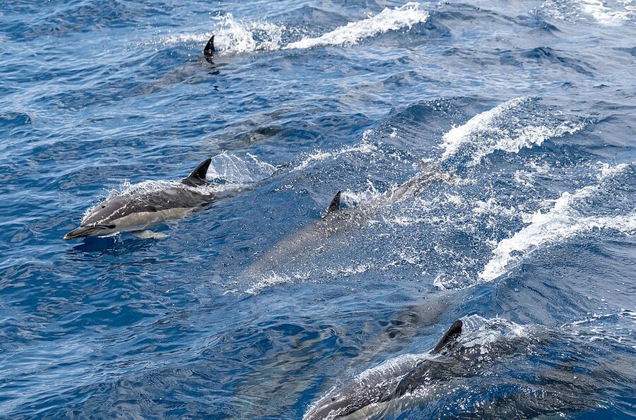 Common dolphins Delphinus delphis off Sao Miguel Azores