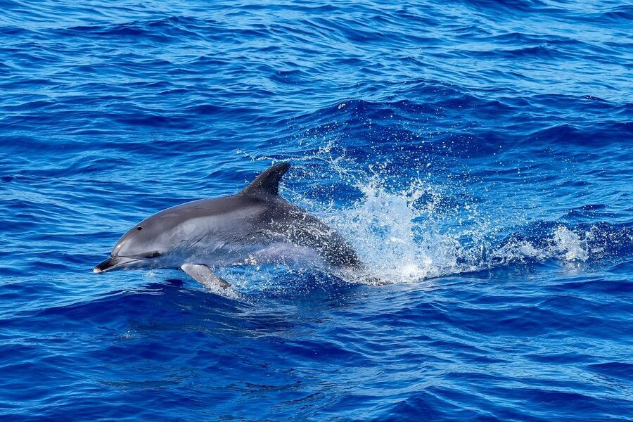 Dolphin leaping in the open ocean