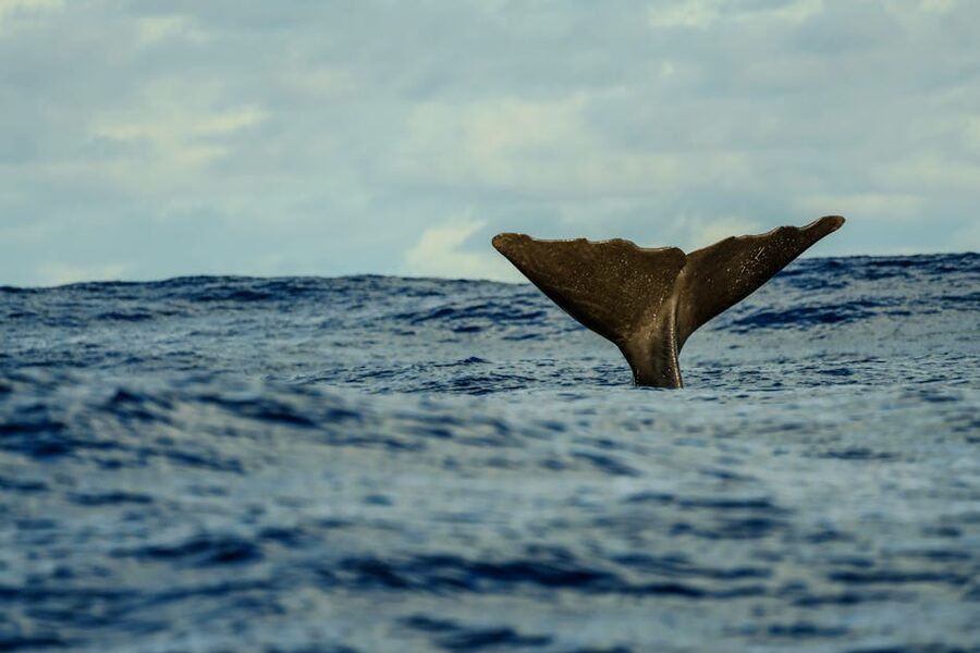 Whale fluke arcing into a dive in the Atlantic