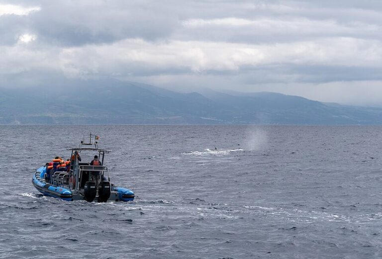How to Book a Whale Watching Tour in Ponta Delgada, Azores