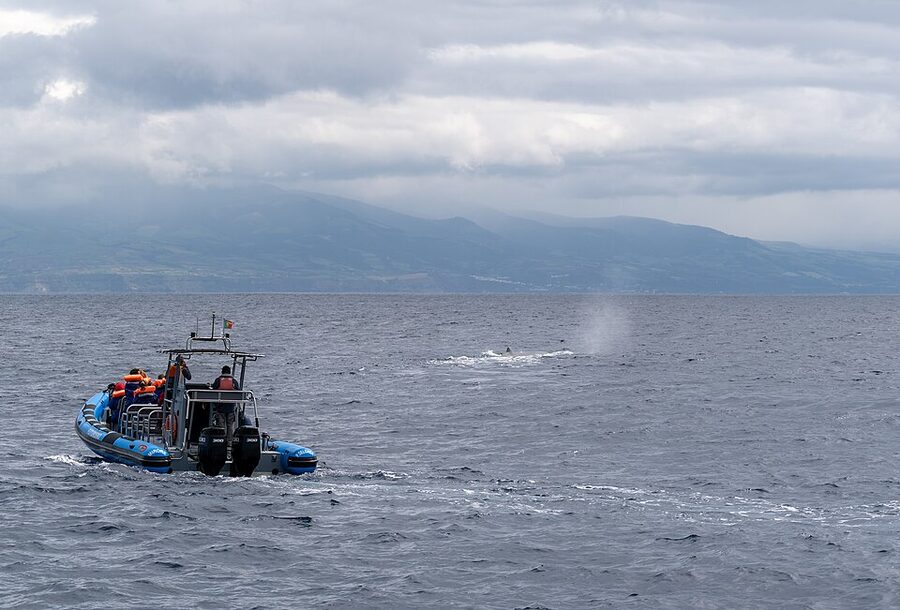 Whale watching boat following a sperm whale off Sao Miguel Azores