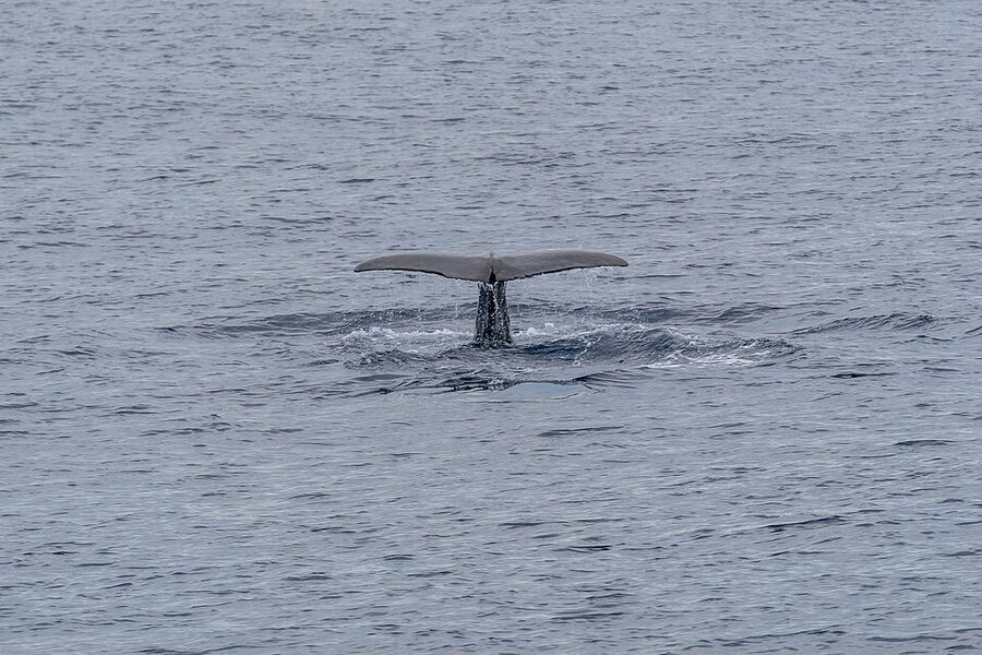 Sperm whale diving with fluke arc off Sao Miguel Azores