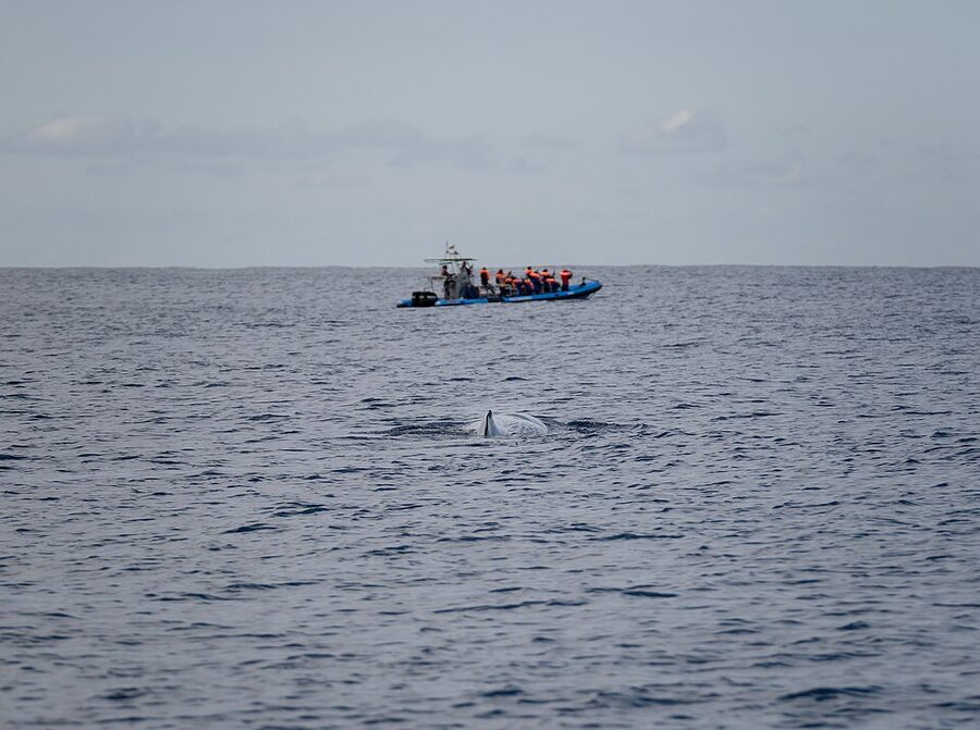 Sperm whale at the surface near a whale watching boat off Sao Miguel