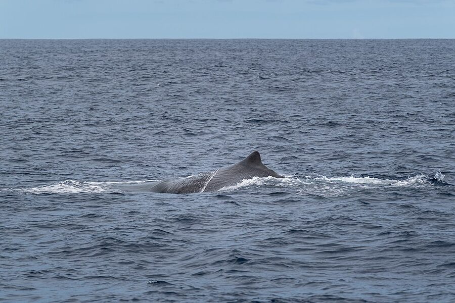 Sperm whale at the surface off Sao Miguel