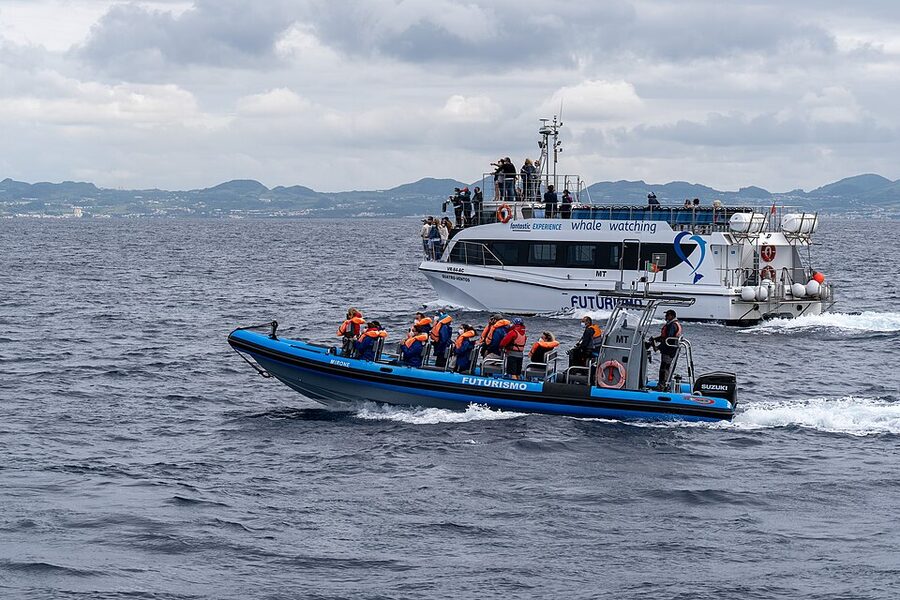 Two whale watching boats coordinating around a sperm whale off Sao Miguel