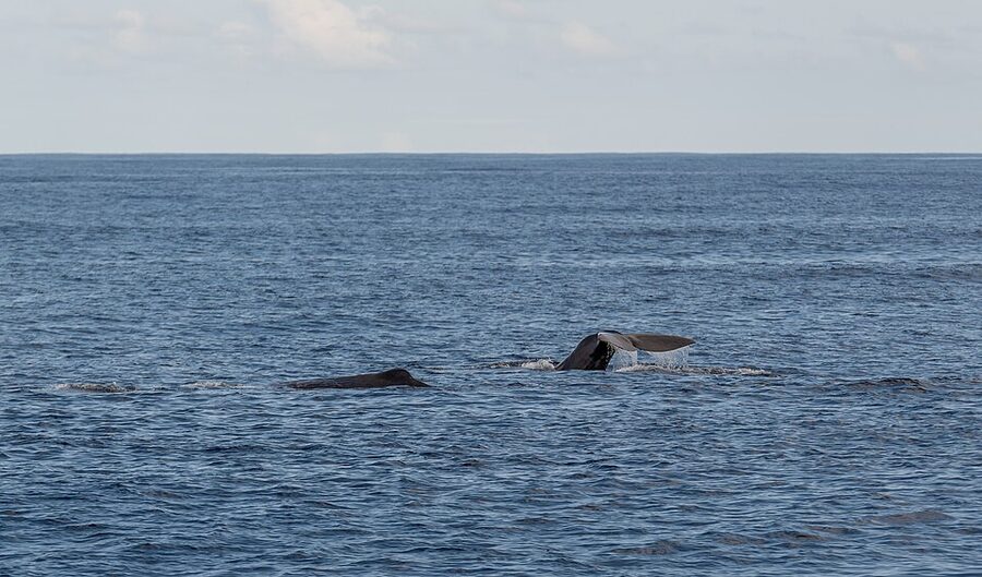 Two sperm whales together off Sao Miguel