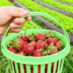 Baguio Country Side Tour - Who Is This Tour Best For?