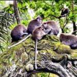 Bali: ATV, Coffee Plantation, Temple & Monkey Forest Tour - FAQs