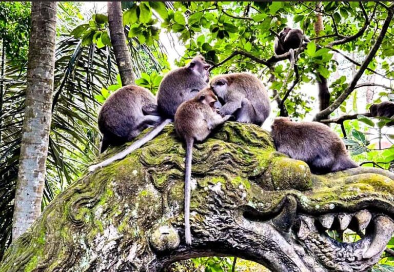 Bali: ATV, Coffee Plantation, Temple & Monkey Forest Tour - FAQs