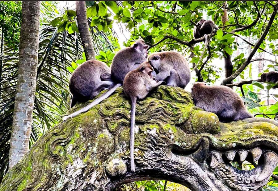 Bali: ATV, Coffee Plantation, Temple & Monkey Forest Tour - FAQs