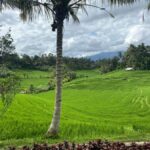 Bali : Authentic Balinese Local Life Tour - The Experience: What Travelers Really Think