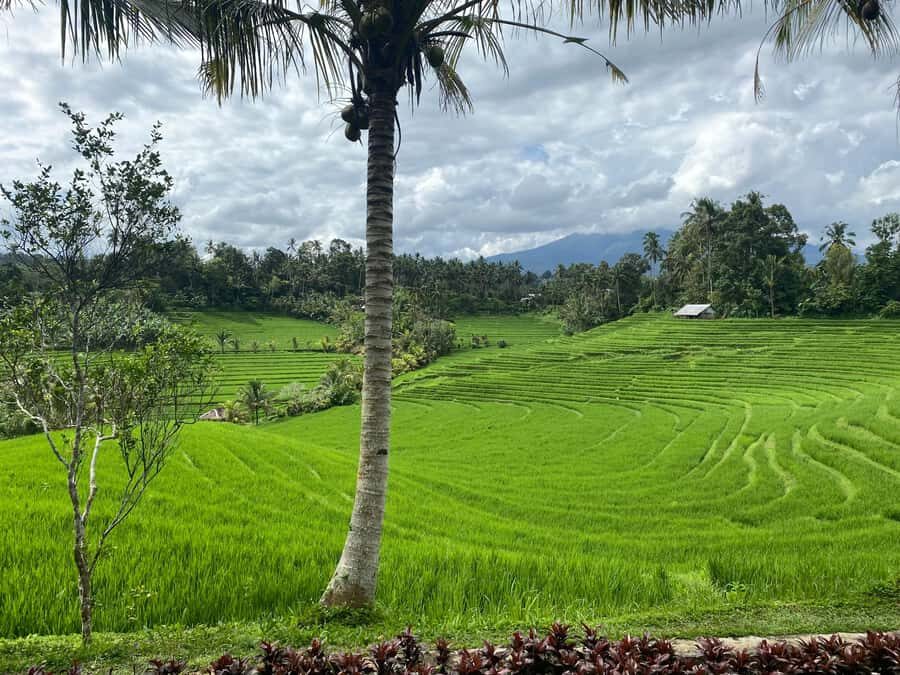 Bali : Authentic Balinese Local Life Tour - The Experience: What Travelers Really Think