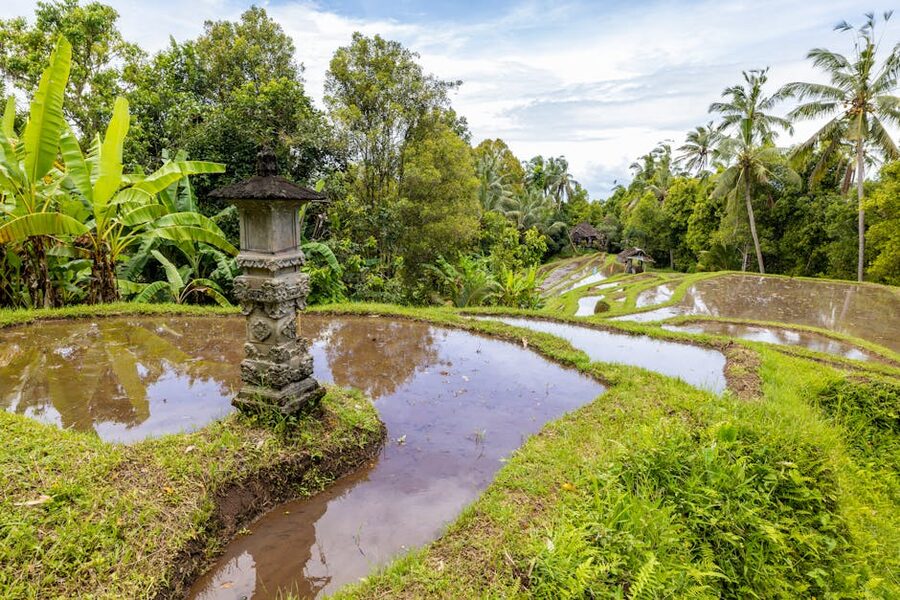 Coconut palm grove in Bali