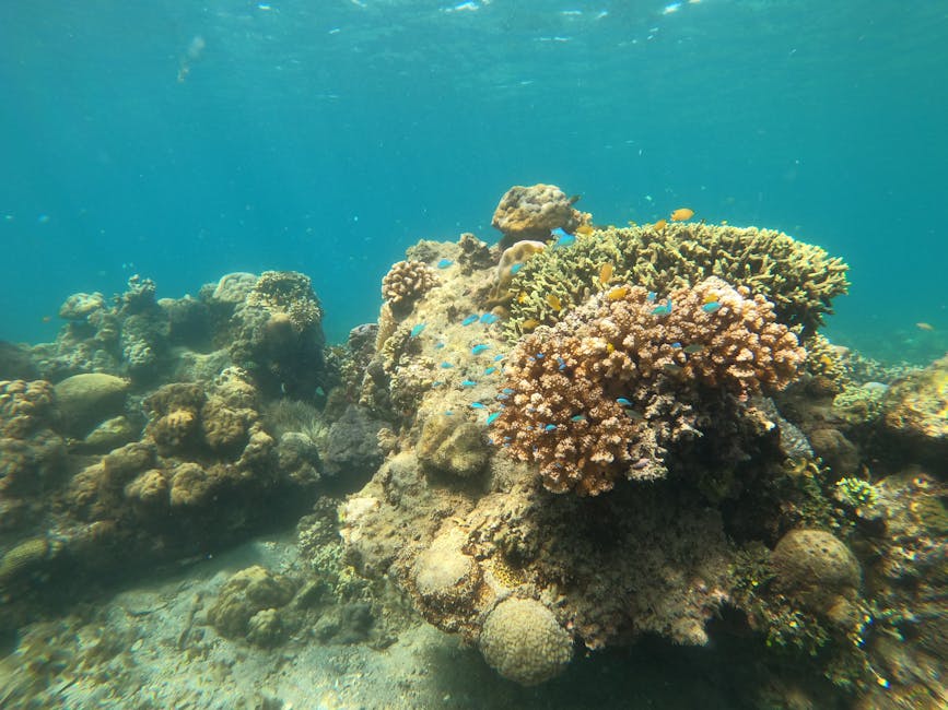 Coral garden reef Bali snorkelling