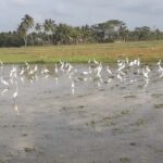 Bali: Countryside Bird Watching Tour with Hotel Transfer - The Value of a Knowledgeable Guide
