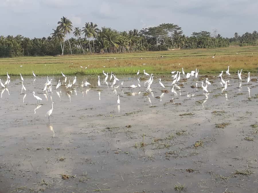 Bali: Countryside Bird Watching Tour with Hotel Transfer - The Value of a Knowledgeable Guide