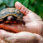 Bali: Glass Bottom Boat & Turtle Conservation Tour - The Itinerary: Step-by-Step