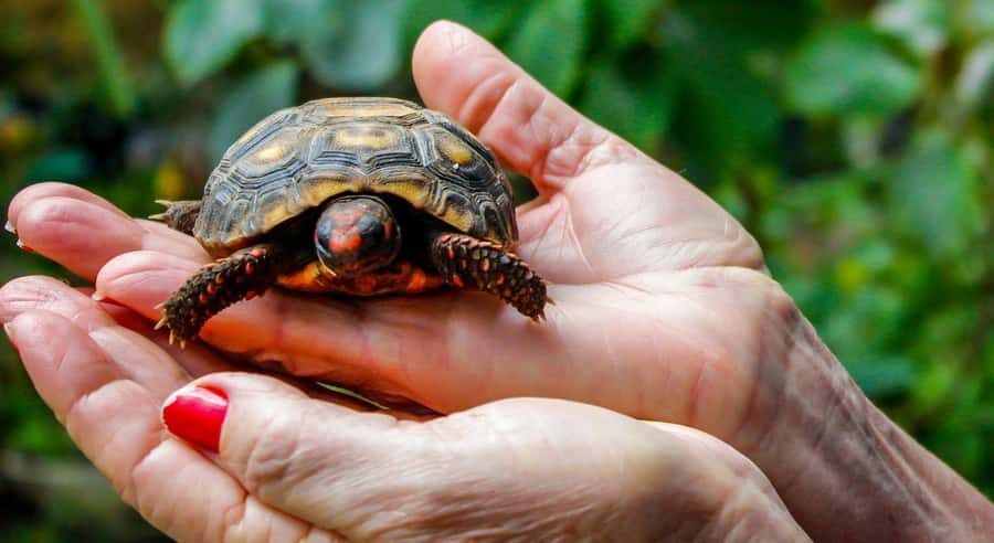 Bali: Glass Bottom Boat & Turtle Conservation Tour - The Itinerary: Step-by-Step