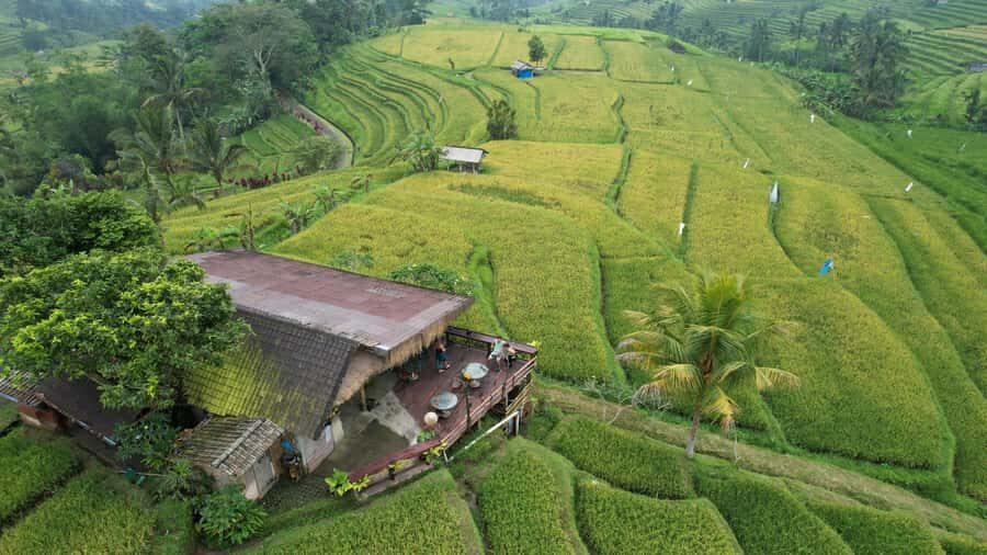 Bali: Jatiluwih Rice Terraces Sunrise guided Walking Tour - Exploring the Journey: What to Expect from Start to Finish