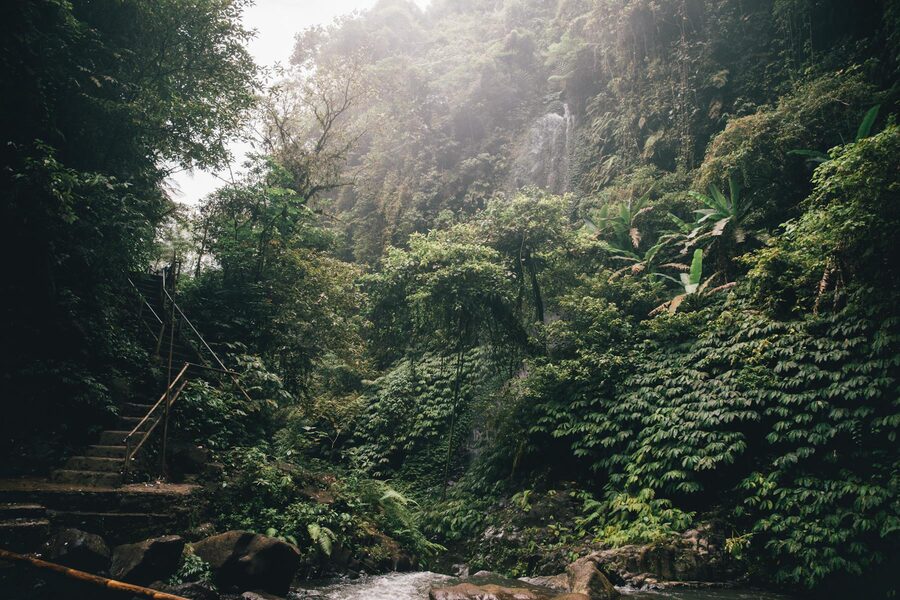 Lush tropical rainforest landscape in Bali