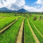 Bali: North Bali Tour with Ulun Danu Beratan Temple - Practicalities, Transport, and Tips