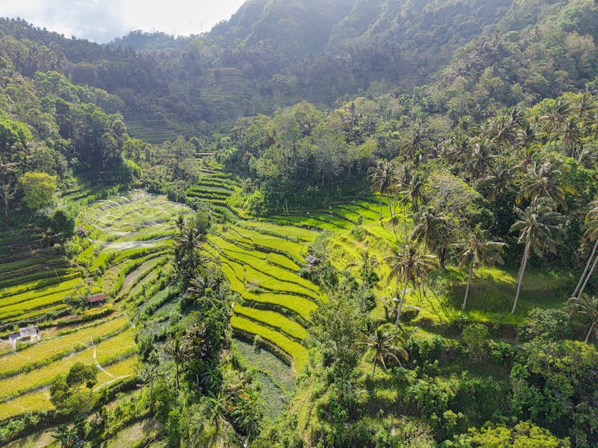 Wide view of Bali rice terraces
